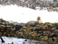 Aonyx capensis capensis