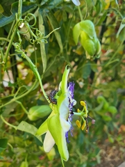 Dione vanillae