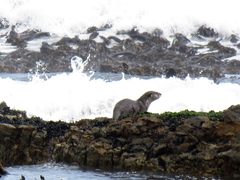 Aonyx capensis capensis