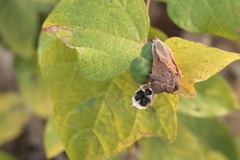 Azanza lampas