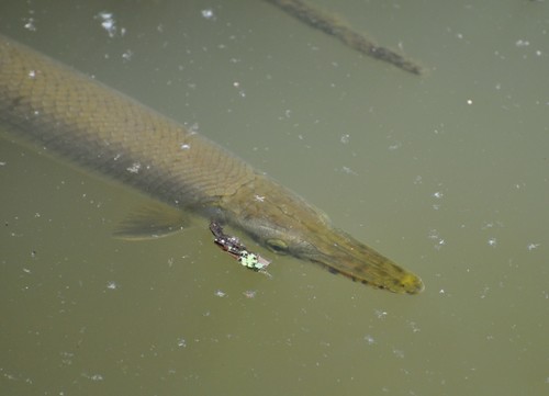 Shortnose Gar