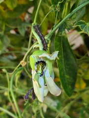 Dione vanillae