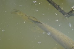 Lepisosteus platostomus