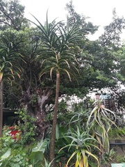 Aloidendron barberae