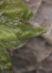 Fissidens osmundioides
