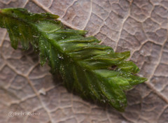Fissidens osmundioides