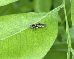Agrilus obsoletoguttatus