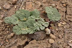 Cymopterus globosus
