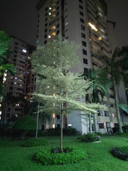 Terminalia molinetii