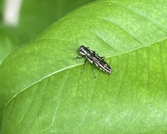Agrilus obsoletoguttatus
