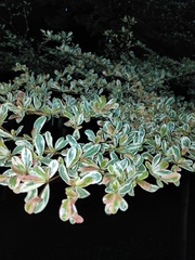 Terminalia molinetii