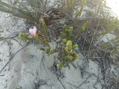 Lachnaea grandiflora