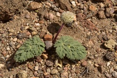 Cymopterus globosus