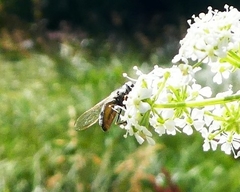 Austroscaeva