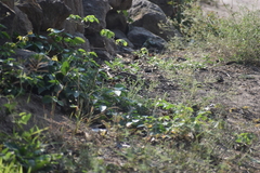 Aspidoscelis guttatus