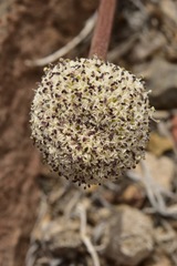 Cymopterus globosus