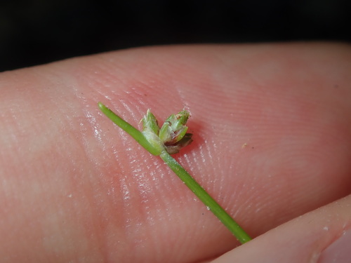 Image of Isolepis inundata by (c) Thomas Mesaglio, some rights reserved (CC BY)