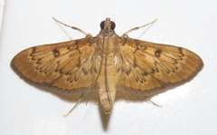 Tatobotys janapalis