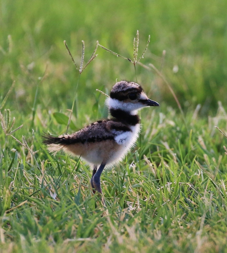 Killdeer (Birds of the Preserve at Shaker Village) · iNaturalist