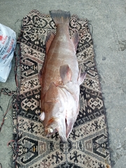 Epinephelus aeneus