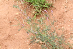 Astragalus gracilis