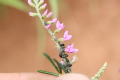Astragalus gracilis