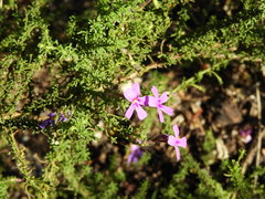Jamesbrittenia tenuifolia