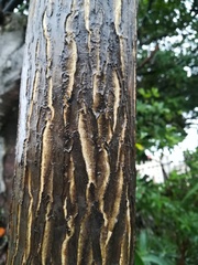 Aloidendron barberae