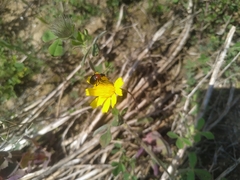 Heliotaurus ruficollis