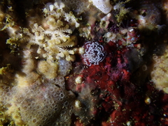 Antiopella longidentata
