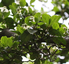 Cornus hongkongensis