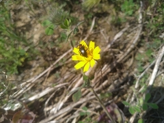 Heliotaurus ruficollis