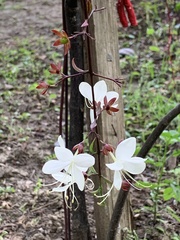 Clerodendrum schmidtii