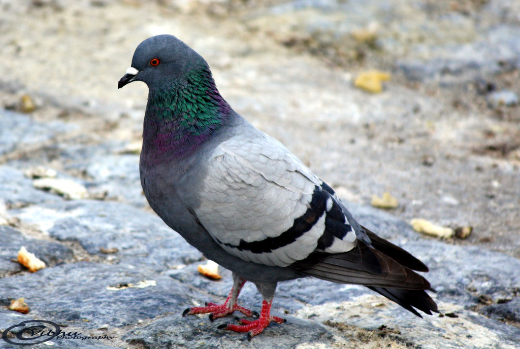 Rock Dove (Birds of the Preserve at Shaker Village) · iNaturalist