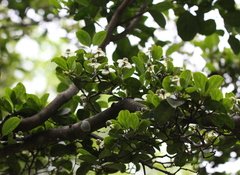 Cornus hongkongensis