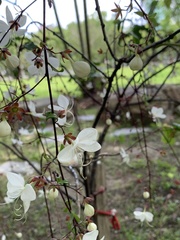Clerodendrum schmidtii