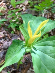 Trillium luteum