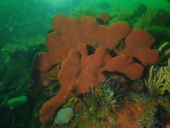 Clathria dayi