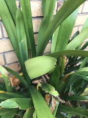 Clivia