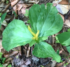 Trillium luteum