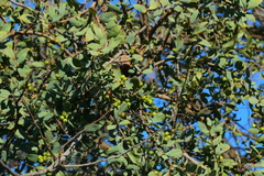 Agelanthus natalitius