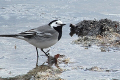 Motacilla alba