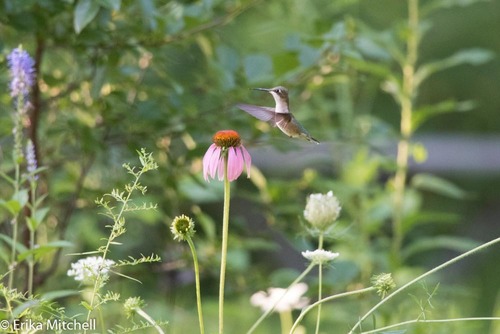Ruby-throated Hummingbird photographed in New Hampshire