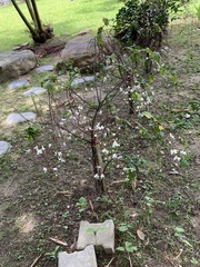 Clerodendrum schmidtii