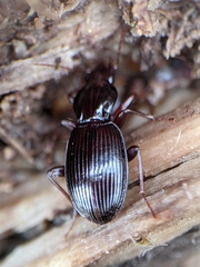 Gastrellarius honestus