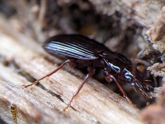 Gastrellarius honestus