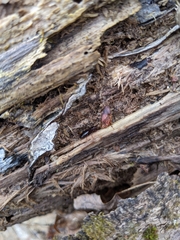 Gastrellarius honestus