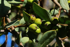 Agelanthus natalitius