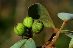 Agelanthus natalitius