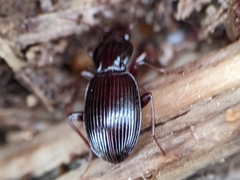 Gastrellarius honestus